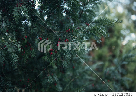 Close-up of vibrant red berry clusters on a shrub in autumn with soft bokeh background, perfect for seasonal nature and botanical themes. 137127010