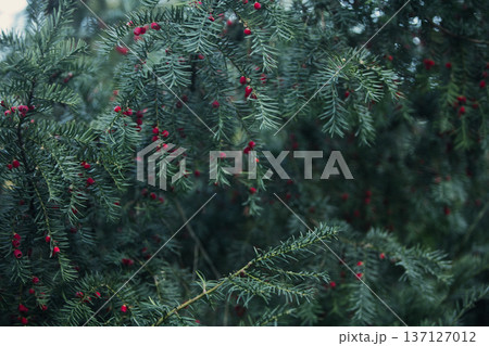 Close-up of vibrant red berry clusters on a shrub in autumn with soft bokeh background, perfect for seasonal nature and botanical themes. Close-up of vibrant red berry clusters on a shrub in autumn with soft bokeh background, perfect for seasonal nature and botanical themes. 137127012