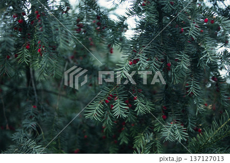 Close-up of vibrant red berry clusters on a shrub in autumn with soft bokeh background, perfect for seasonal nature and botanical themes. Close-up of vibrant red berry clusters on a shrub in autumn with soft bokeh background, perfect for seasonal nature and botanical themes. 137127013