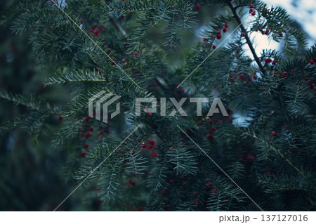 Close-up of vibrant red berry clusters on a shrub in autumn with soft bokeh background, perfect for seasonal nature and botanical themes. Close-up of vibrant red berry clusters on a shrub in autumn with soft bokeh background, perfect for seasonal nature and botanical themes. 137127016