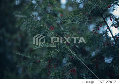 Close-up of vibrant red berry clusters on a shrub in autumn with soft bokeh background, perfect for seasonal nature and botanical themes. Close-up of vibrant red berry clusters on a shrub in autumn with soft bokeh background, perfect for seasonal nature and botanical themes. 137127017