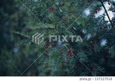 Close-up of vibrant red berry clusters on a shrub in autumn with soft bokeh background, perfect for seasonal nature and botanical themes. Close-up of vibrant red berry clusters on a shrub in autumn with soft bokeh background, perfect for seasonal nature and botanical themes. 137127018