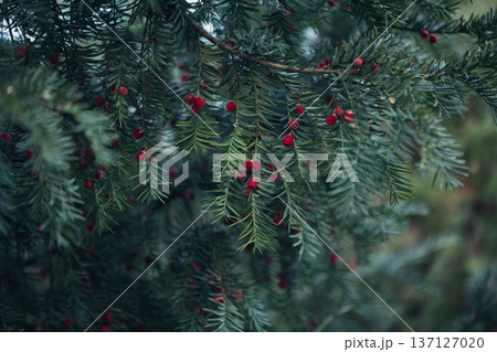 Close-up of vibrant red berry clusters on a shrub in autumn with soft bokeh background, perfect for seasonal nature and botanical themes. Close-up of vibrant red berry clusters on a shrub in autumn with soft bokeh background, perfect for seasonal nature and botanical themes. 137127020