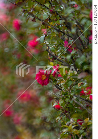 信濃川・やすらぎ堤の山茶花 信濃川・やすらぎ堤の山茶花 137127054