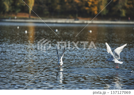 Seagulls splashing and landing on a calm lake surface with wings spread wide, capturing dynamic wildlife action in soft evening sunlight. Seagulls splashing and landing on a calm lake surface with wings spread wide, capturing dynamic wildlife action in soft evening sunlight. 137127069