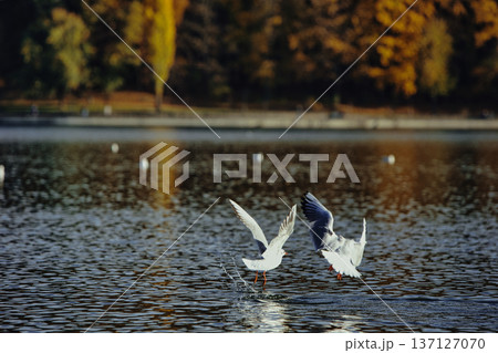 Seagulls splashing and landing on a calm lake surface with wings spread wide, capturing dynamic wildlife action in soft evening sunlight. 137127070