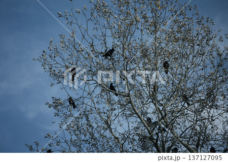 Flock of black crows perched and flying among bare tree branches against a dramatic cloudy blue sky, creating a moody autumn wildlife scene. Flock of black crows perched and flying among bare tree branches against a dramatic cloudy blue sky, creating a moody autumn wildlife scene. 137127095