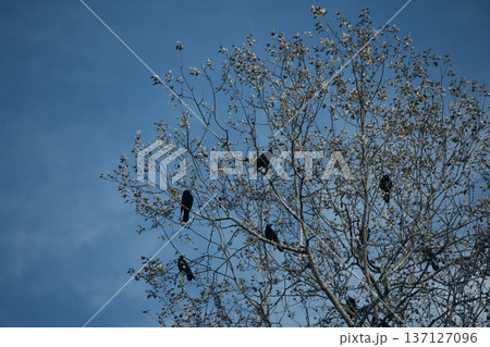 Flock of black crows perched and flying among bare tree branches against a dramatic cloudy blue sky, creating a moody autumn wildlife scene. Flock of black crows perched and flying among bare tree branches against a dramatic cloudy blue sky, creating a moody autumn wildlife scene. 137127096