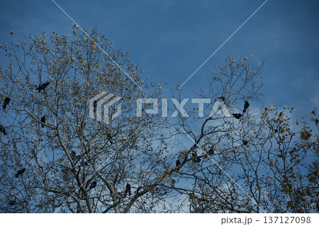 Flock of black crows perched and flying among bare tree branches against a dramatic cloudy blue sky, creating a moody autumn wildlife scene. 137127098