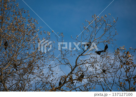 Flock of black crows perched and flying among bare tree branches against a dramatic cloudy blue sky, creating a moody autumn wildlife scene. 137127100