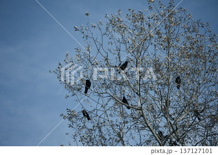 Flock of black crows perched and flying among bare tree branches against a dramatic cloudy blue sky, creating a moody autumn wildlife scene. 137127101