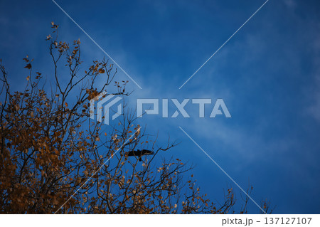 Flock of black crows perched and flying among bare tree branches against a dramatic cloudy blue sky, creating a moody autumn wildlife scene. 137127107
