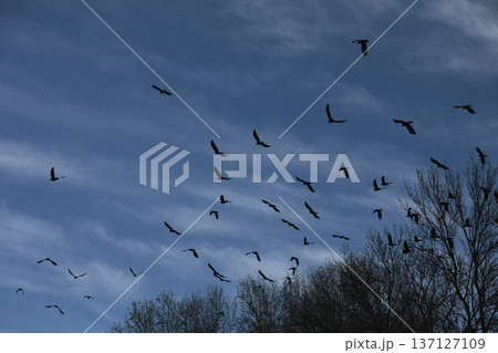 Flock of black crows perched and flying among bare tree branches against a dramatic cloudy blue sky, creating a moody autumn wildlife scene. 137127109