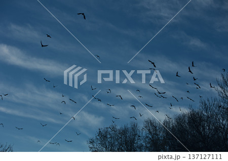 Flock of black crows perched and flying among bare tree branches against a dramatic cloudy blue sky, creating a moody autumn wildlife scene. Flock of black crows perched and flying among bare tree branches against a dramatic cloudy blue sky, creating a moody autumn wildlife scene. 137127111