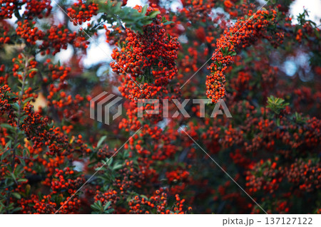 Autumn shrub with small red berries and colorful leaves in warm fall tones, captured with shallow depth of field and soft natural background. Autumn shrub with small red berries and colorful leaves in warm fall tones, captured with shallow depth of field and soft natural background. 137127122