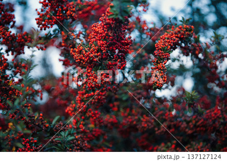 Autumn shrub with small red berries and colorful leaves in warm fall tones, captured with shallow depth of field and soft natural background. Autumn shrub with small red berries and colorful leaves in warm fall tones, captured with shallow depth of field and soft natural background. 137127124