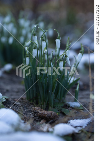 close up of a small white flower in green leaves close up of a small white flower in green leaves 137127252
