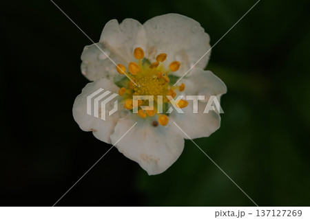 Close-up of a delicate white flower with vibrant yellow stamens, adorned with fresh dew drops. A beautiful macro shot capturing the intricate details of nature in bloom. 137127269