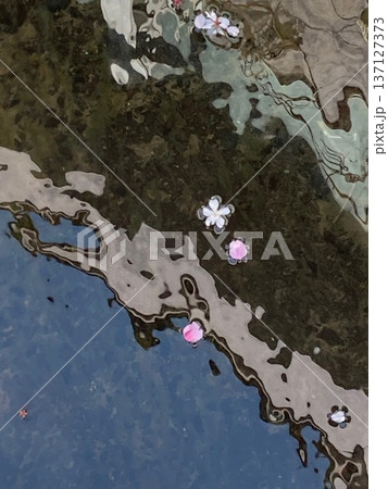 小川を流れる桜の花と花びら・1 小川を流れる桜の花と花びら・1 137127373