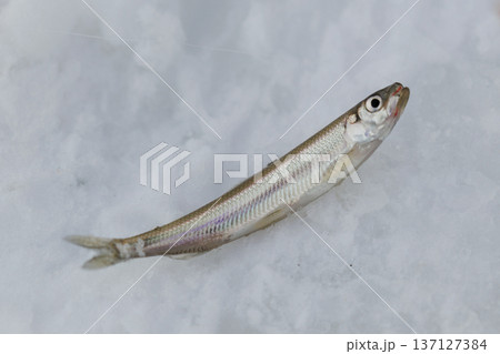 ワカサギ, 137127384