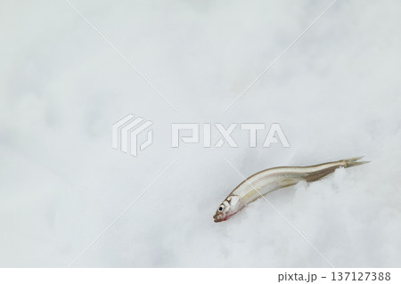 ワカサギ, 137127388