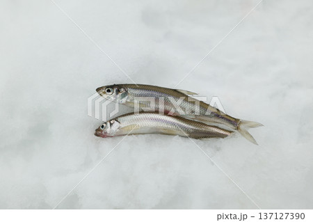 ワカサギ, ワカサギ, 137127390