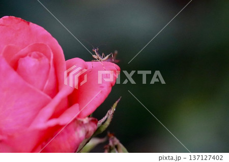 バラの花にたかる小さなカマキリの子・2 137127402