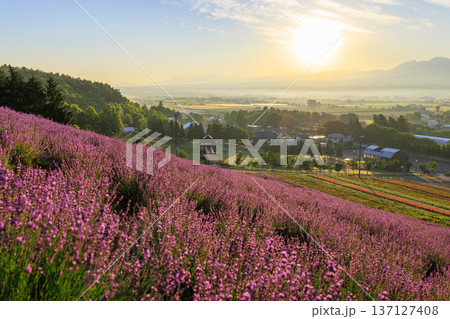 早朝のラベンダー畑 137127408