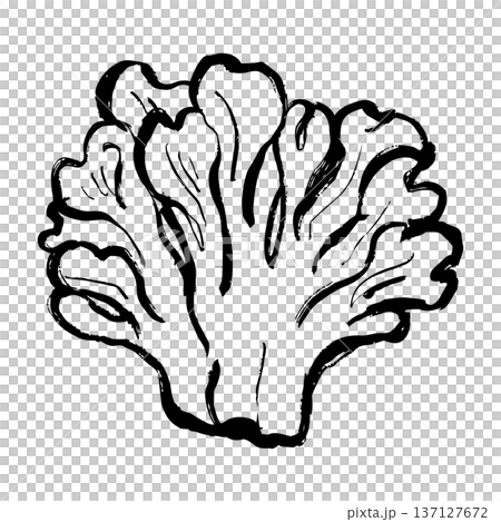 Maitake mushroom line drawing illustration Maitake mushroom line drawing illustration 137127672