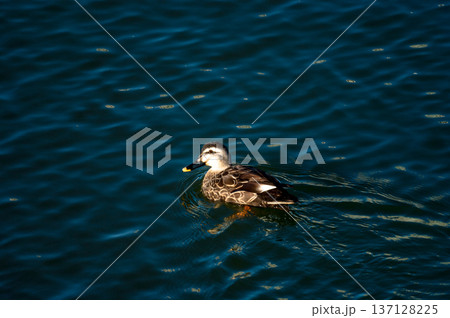 信濃川・やすらぎ堤の軽鴨(かるがも) 137128225