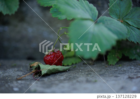 red ripe strawberries hiding in the shade of green leaves, home strawberries 137128229