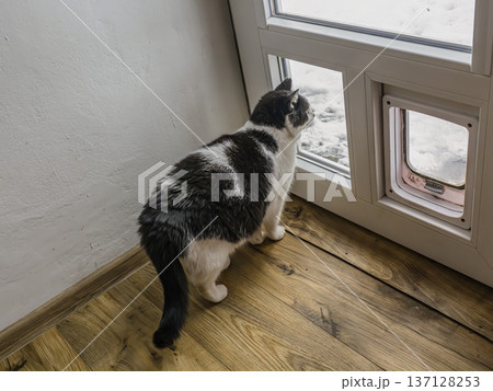 Black and White Cat Looking Out a Window at Snow Through a Pet Door on Hardwood Floor 137128253