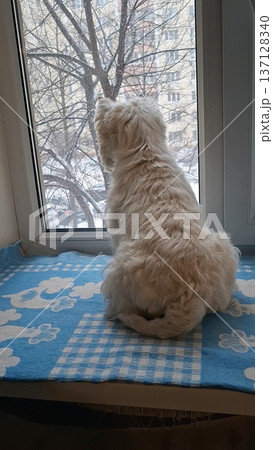 A fluffy white dog sits on a blue blanket near the window, gazing outside at the snowy city. Trees and winter scenes are visible in the background. 137128340