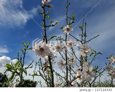 Pink and white almond blossoms appear on branches under a clear blue sky. The scene captures the transition of seasons and the arrival of springtime. 137128342