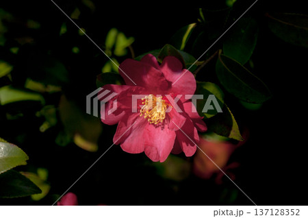 信濃川・やすらぎ堤の山茶花 信濃川・やすらぎ堤の山茶花 137128352