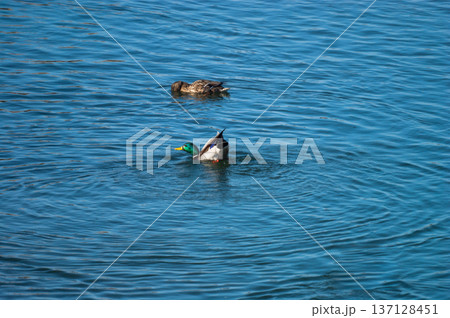 信濃川・やすらぎ堤の真鴨(まがも)の羽ばたき 連写(6/6) 137128451