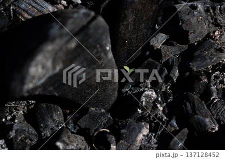 Green Sprout Growing Through Charcoal Tiny fresh plant emerging between dark burned wood pieces symbolizing hope and renewal Green Sprout Growing Through Charcoal Tiny fresh plant emerging between dark burned wood pieces symbolizing hope and renewal 137128452
