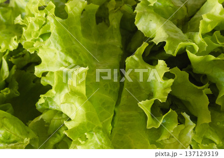 Fresh green lettuce leaves forming a vibrant, healthy background, representing organic nutrition Fresh green lettuce leaves forming a vibrant, healthy background, representing organic nutrition 137129319