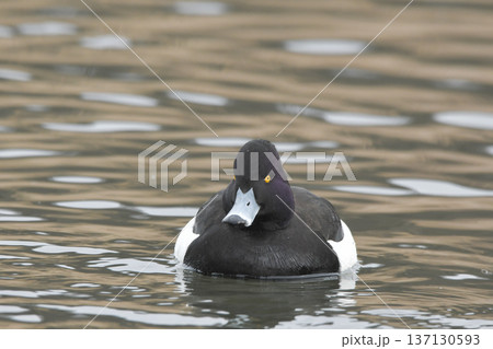 キンクロハジロ 137130593