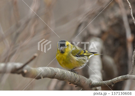 マヒワ マヒワ 137130608