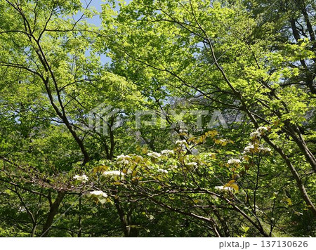 新緑の季節の樹木を撮影した写真 137130626