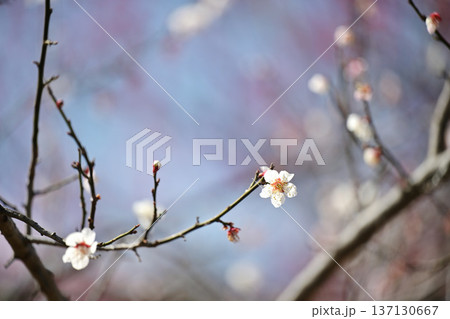 咲き始めた梅の花 137130667