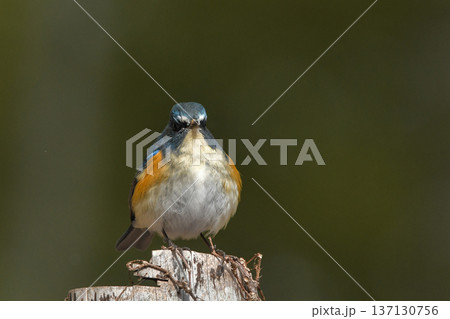 ルリビタキ 137130756