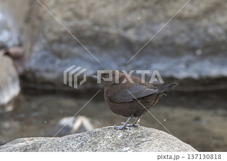 カワガラス 137130818