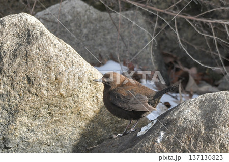 カワガラス 137130823