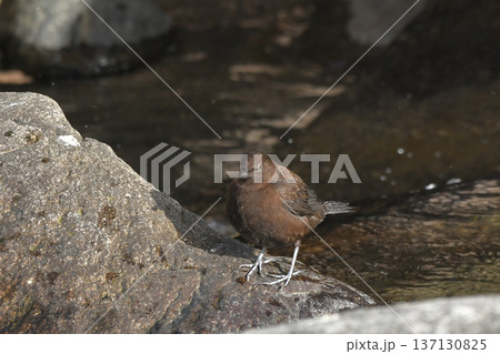 カワガラス 137130825