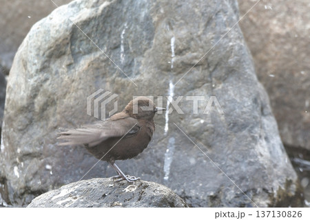 カワガラス 137130826