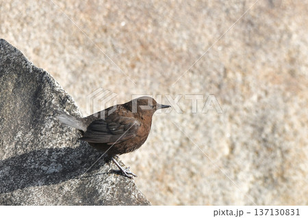 カワガラス 137130831