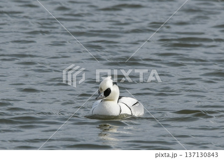 ミコアイサ 137130843