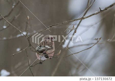 ベニマシコ 137130872